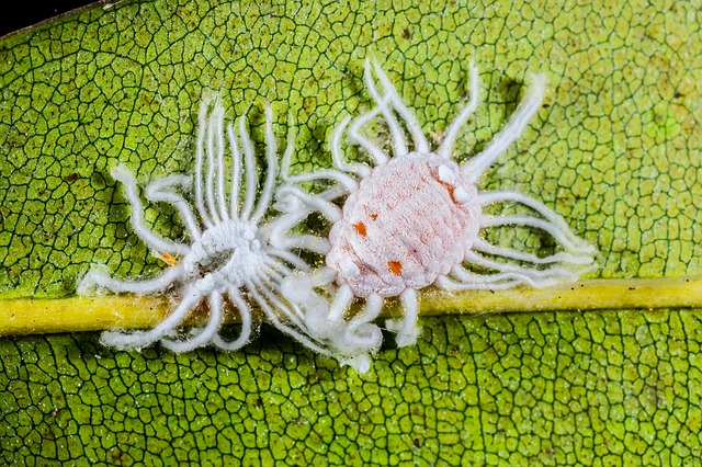 sperma künstlich herstellen NATURTREU Jungzauber · Spermidin Kapseln hochdosiert main image 1