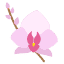Orchideen Krankheiten
